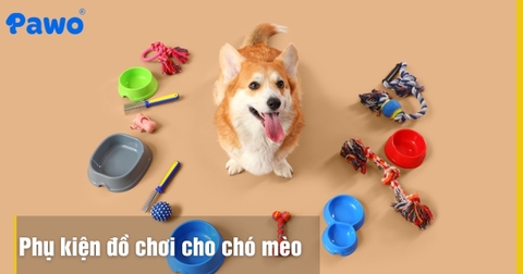 Phụ kiện đồ chơi cho chó mèo giảm stress khi ở nhà