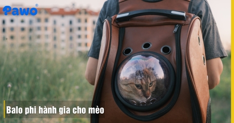 Review Balo Phi Hành Gia Cho Mèo: Kinh Nghiệm Chọn Loại Thoáng Khí