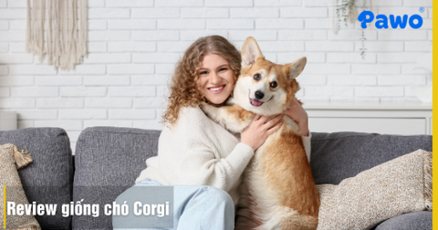 Review giống chó Corgi: Đặc điểm và giá bán tại Việt Nam