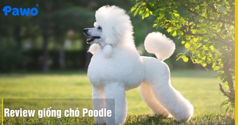 Review giống chó Poodle: Tại sao lại phổ biến nhất Việt Nam?