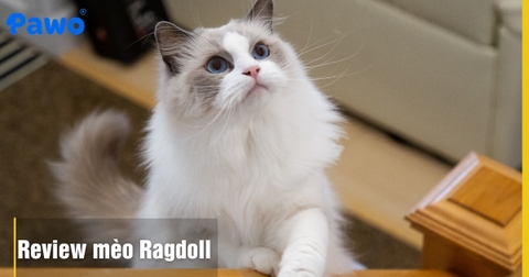 Review mèo Ragdoll: 