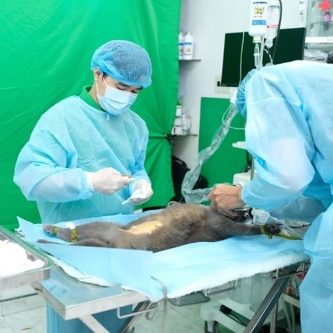 Review Top 5 Bệnh viện thú y uy tín nhất TP.HCM: Địa chỉ tin cậy khi Boss cần cấp cứu