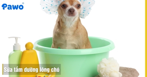 Sữa Tắm Dưỡng Lông Chó Mềm Mượt Giữ Mùi Hương Lâu Tốt Nhất