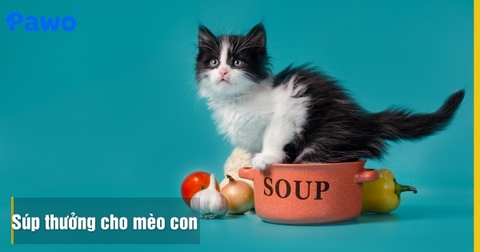 Súp Thưởng Cho Mèo Con: Loại Nào Dễ Tiêu Hóa Và An Toàn?