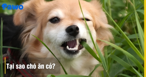 Tại sao chó thường ăn cỏ? Dấu hiệu của thiếu chất hay bệnh lý?