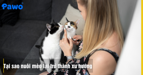 Tại sao nuôi mèo lại trở thành xu hướng của giới trẻ hiện nay?