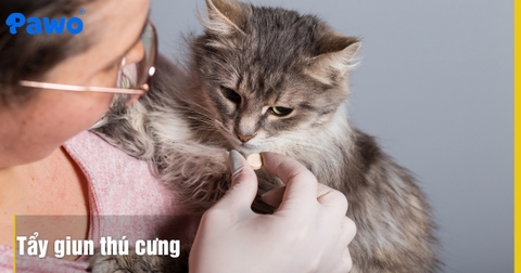 Tầm quan trọng của việc tẩy giun sán định kỳ cho chó mèo