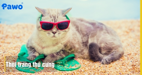Phụ kiện thời trang thú cưng mùa hè: Những chất liệu an toàn