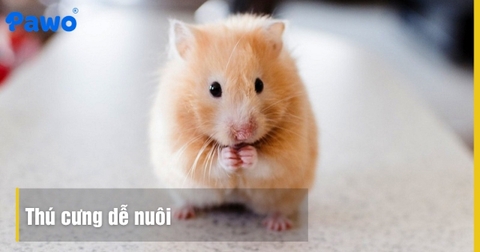 Nuôi Hamster cho người mới bắt đầu: Chi phí và vật dụng cần thiết