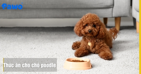 Cách Chọn Thức Ăn Cho Chó Poodle Giữ Lông Xoăn Mượt Và Không Ố Vệt Lệ