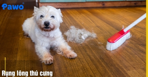 Tại sao thú cưng bị rụng lông nhiều? Cách khắc phục từ bên trong