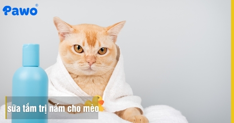 Top 3 Dòng Sữa Tắm Trị Nấm Cho Mèo An Toàn Cho Da Nhạy Cảm