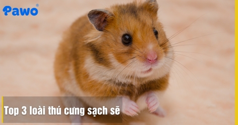 Top 3 loài thú cưng sạch sẽ, ít mùi hôi và không cần tắm thường xuyên