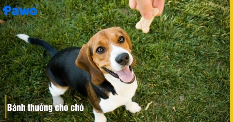 Top Bánh Thưởng Cho Chó Vừa Ngon Vừa Hỗ Trợ Làm Sạch Mảng Bám Răng