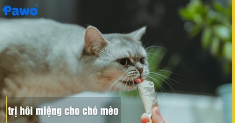 Cách trị hôi miệng cho chó mèo hiệu quả tại nhà