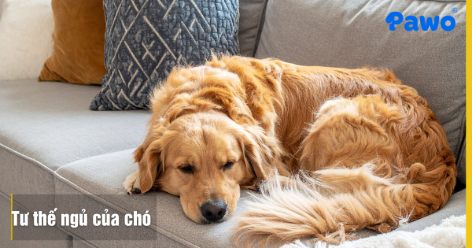 Tư thế ngủ của chó nói lên điều gì
