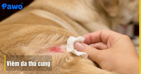 Viêm da ở chó mèo: Cách phân biệt nấm da và dị ứng thực phẩm