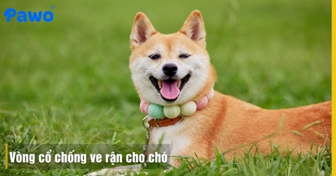 Vòng Cổ Chống Ve Rận Cho Chó: Hiệu Quả Bảo Vệ Vô Cùng Tiện Lợi