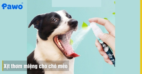 Xịt Thơm Miệng Cho Chó Mèo: Giải Pháp Giảm Hôi Miệng Tức Thì
