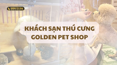 KHÁCH SẠN CHO CHÓ MÈO TẠI GOLDEN PET SHOP