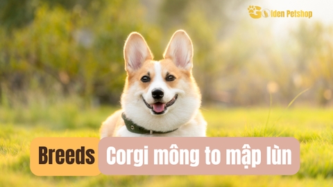 Đây là bài viết về chó Corgi, giống chó "lùn mông to"