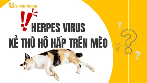 Herpes - FHV trên mèo là gì?
