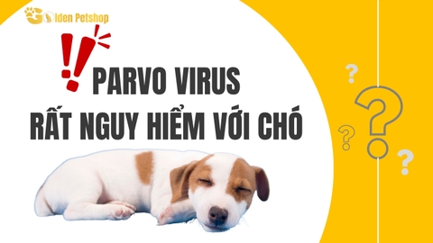 Chó tiêu chảy ra máu do Virus Parvo?