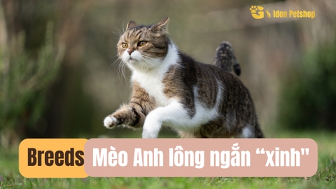 Mèo Anh lông ngắn trông như thế nào?