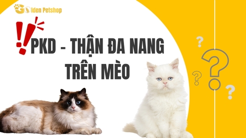 Bệnh Thận đa nang trên mèo - PKD