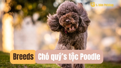 Quý's tộc Poodle có điều gì đặc biệt?