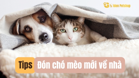 Cẩm nang Đón chó mèo mới về nhà, Sen phải đọc!!