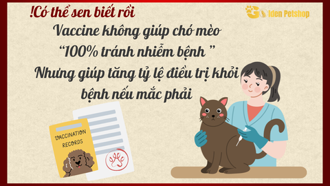 Tiêm vaccine cho chó mèo có thực sự quan trọng