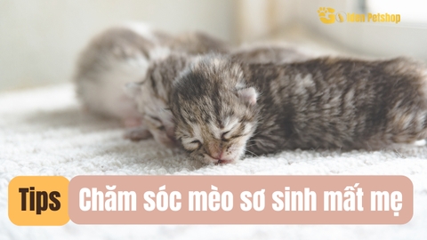 Hướng dẫn Chăm sóc mèo sơ sinh