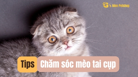 Chăm sóc mèo tai cụp dễ hay khó?