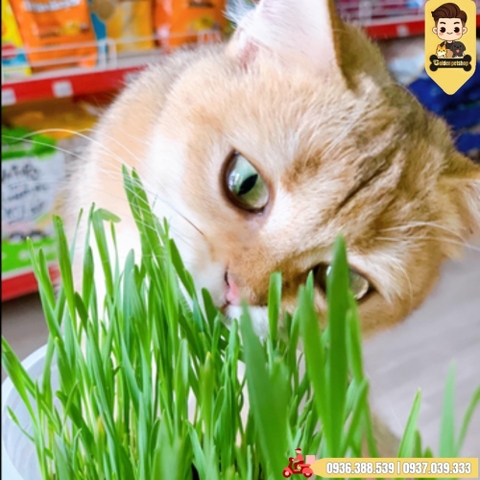 Cỏ lúa mạch tươi cho mèo