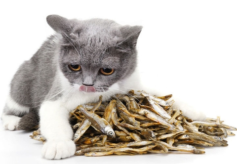 Thức ăn sấy - Đồ sấy dành cho chó mèo