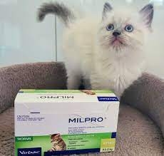 Thuốc xổ giun Milpro cho mèo