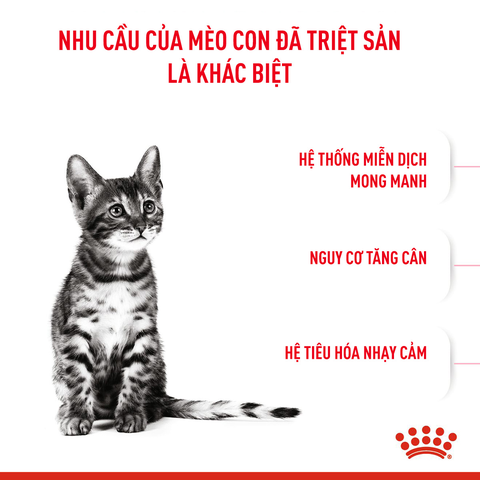 Royal Canin Kitten Hạt mèo con