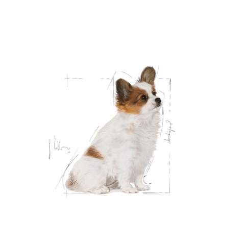 Thức ăn cho chó Royal Canin Xsmall Puppy - Chó con kích cở siêu nhỏ