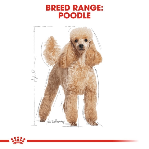 Thức ăn cho chó Royal Canin Poodle Adult - Giống chó Poodle trên 10 tháng tuổi