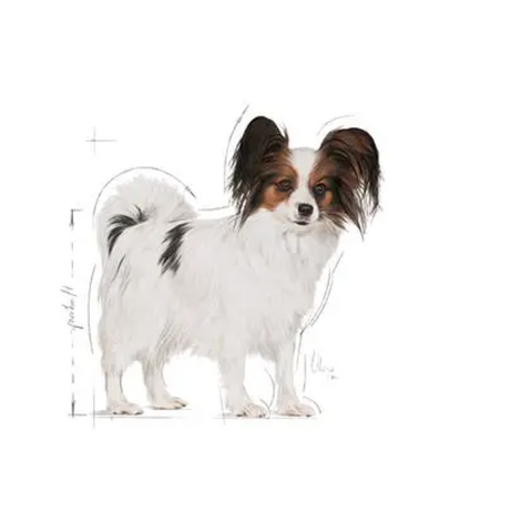 Thức ăn cho chó Royal Canin Xsmall Adult - Chó trưởng thành kích cở siêu nhỏ
