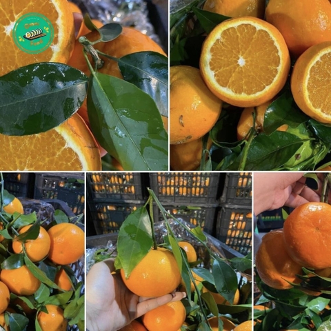 CAM ÔN CHÂU – VỎ MỎNG, MỌNG NƯỚC, NGỌT MÁT TỪNG MUỖNG 🍊✨