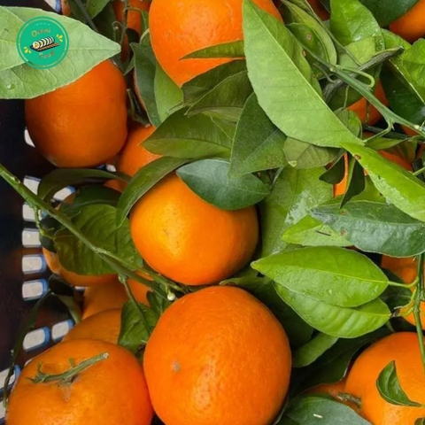 CAM ÔN CHÂU – VỎ MỎNG, MỌNG NƯỚC, NGỌT MÁT TỪNG MUỖNG 🍊✨