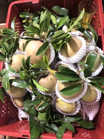 Hồng Xiêm Miền Tây