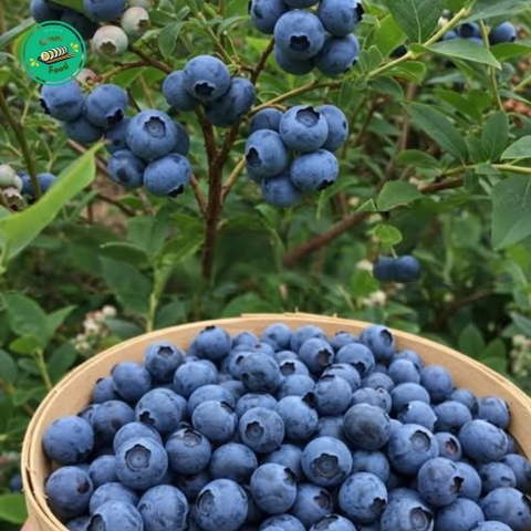 🫐 Việt Quất Tươi Ngon – Chống Oxy Hóa, Bổ Dưỡng, Tươi Mát