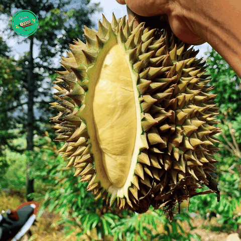 Sầu Riêng Tây Ninh – Cơm Vàng Dẻo, Béo Thơm Đậm Vị