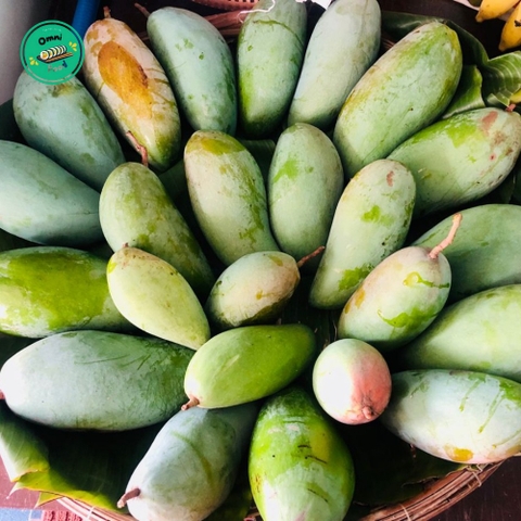 XOÀI HẠT LÉP – NGỌT THANH ĐỘC ĐÁO, ĂN ĐÃ MIỆNG, HẦU NHƯ KHÔNG CÓ HẠT