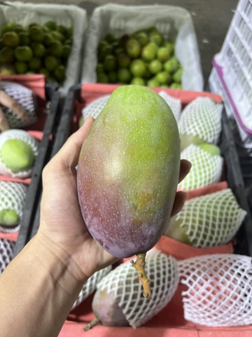 Xoài Úc