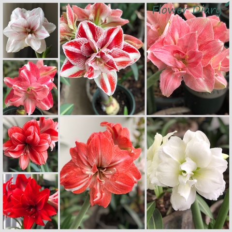 Củ hoa loa kèn | lan huệ cánh kép