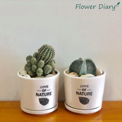 Chậu trồng cây xinh xắn (có đĩa lót)